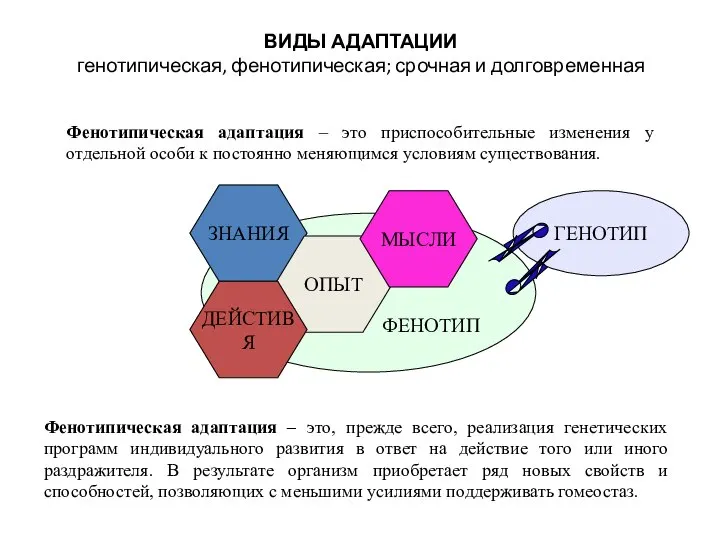 ГЕНОТИП ФЕНОТИП ВИДЫ АДАПТАЦИИ генотипическая, фенотипическая; срочная и долговременная Фенотипическая адаптация