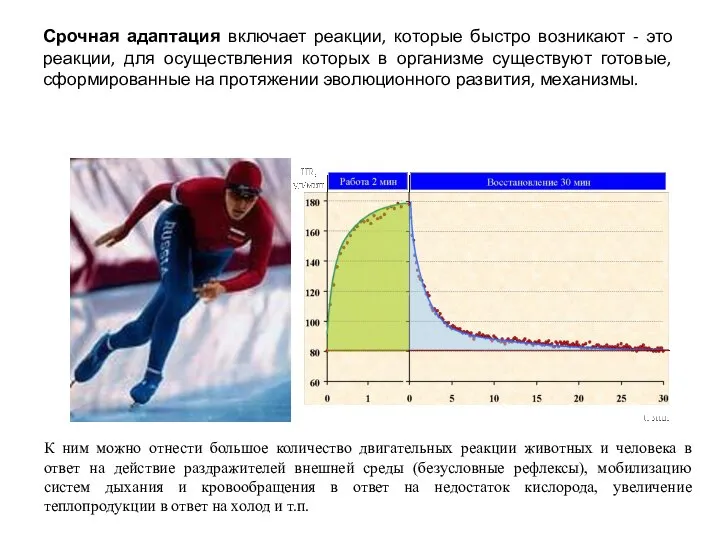 Срочная адаптация включает реакции, которые быстро возникают - это реакции, для