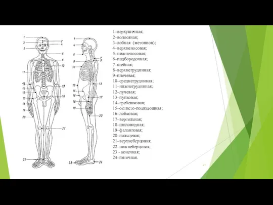 1–верхушечная; 2–волосяная; 3–лобная (метопион); 4–верхненосовая; 5–ниж­неносовая; 6–подбородочная; 7–шейная; 8–верхнегрудинная; 9–плечевая; 10–среднегрудинная;