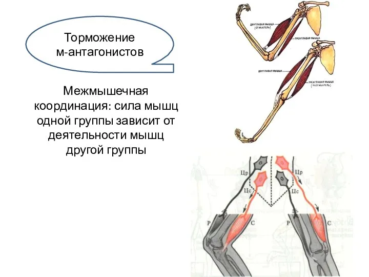 Межмышечная координация: сила мышц одной группы зависит от деятельности мышц другой группы Торможение м-антагонистов