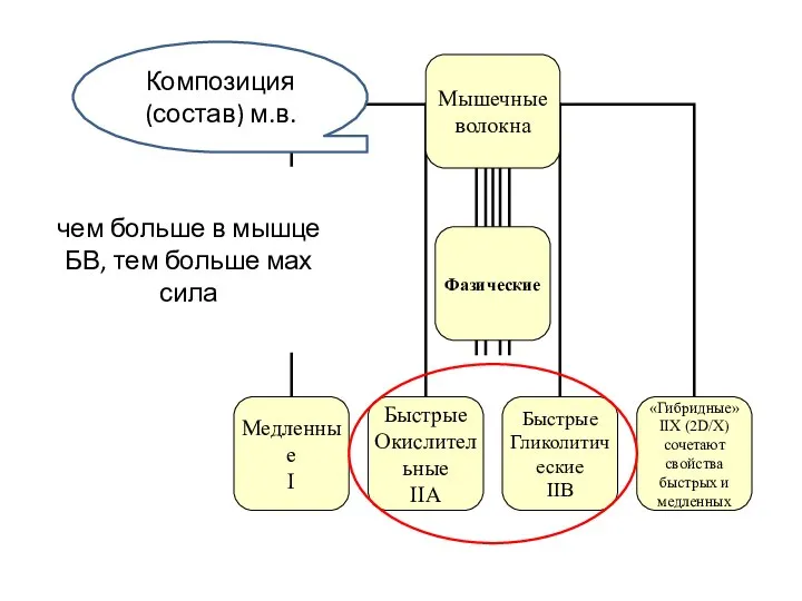 чем больше в мышце БВ, тем больше мах сила Композиция (состав) м.в.