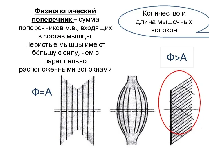 Физиологический поперечник – сумма поперечников м.в., входящих в состав мышцы. Перистые