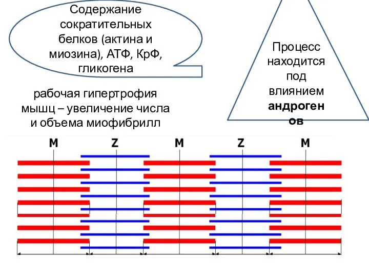 рабочая гипертрофия мышц – увеличение числа и объема миофибрилл Процесс находится