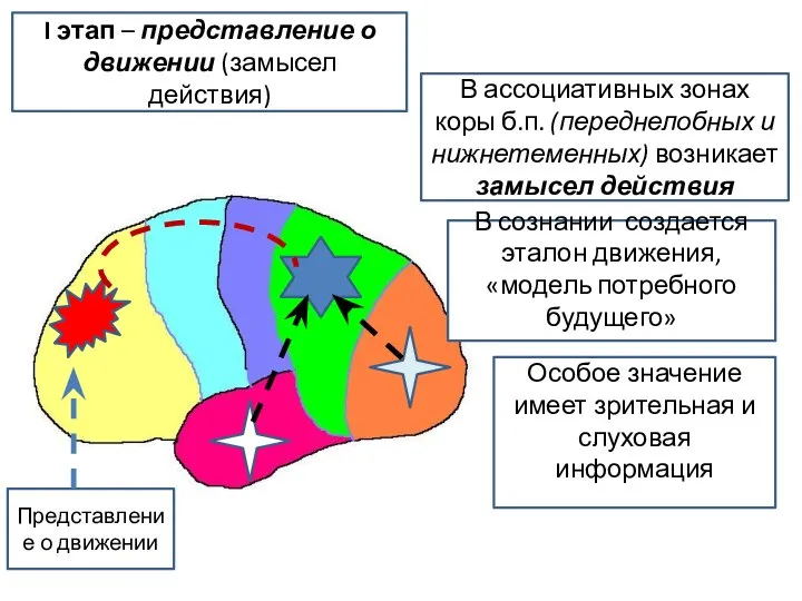 I этап – представление о движении (замысел действия) Представление о движении