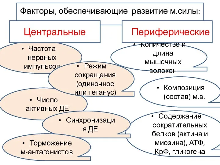 Факторы, обеспечивающие развитие м.силы: Количество и длина мышечных волокон Содержание сократительных