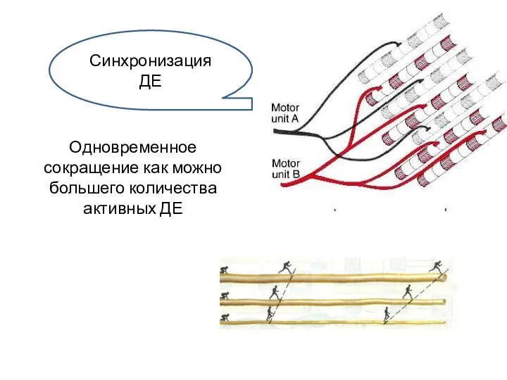 Одновременное сокращение как можно большего количества активных ДЕ Синхронизация ДЕ