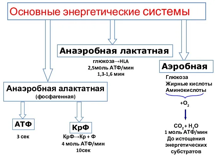 Основные энергетические системы глюкоза→HLA 2,5моль АТФ/мин 1,3-1,6 мин 3 сек