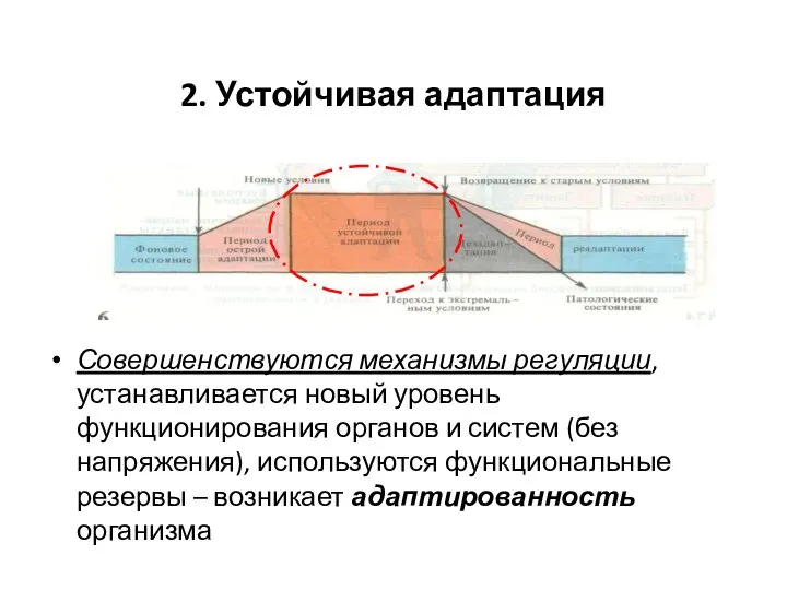 2. Устойчивая адаптация Совершенствуются механизмы регуляции, устанавливается новый уровень функционирования органов