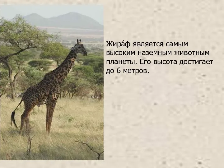 Жира́ф является самым высоким наземным животным планеты. Его высота достигает до 6 метров.