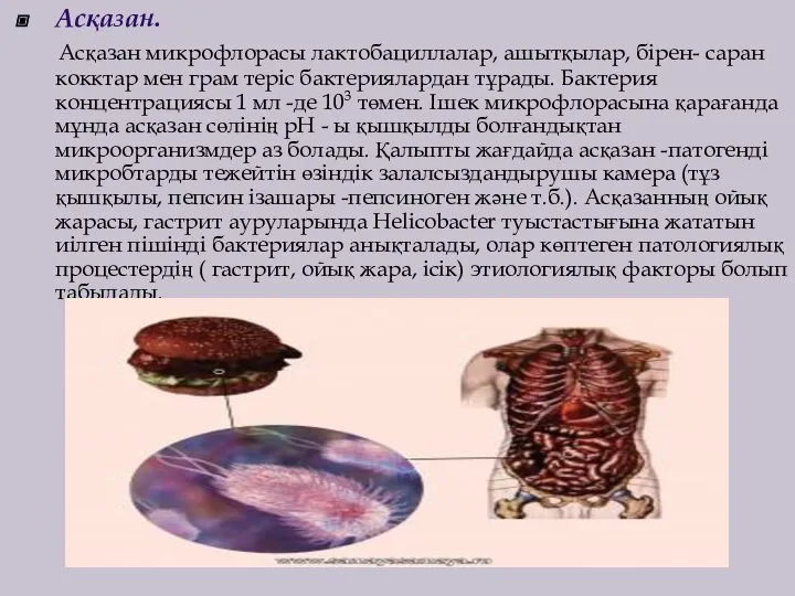 Асқазан. Асқазан микрофлорасы лактобациллалар, ашытқылар, бірен- саран кокктар мен грам теріс