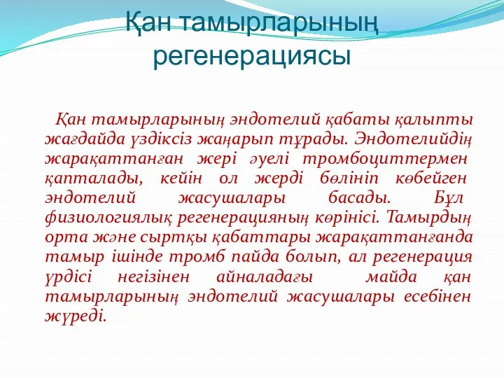 Қан тамырларының регенерациясы Қан тамырларының эндотелий қабаты қалыпты жағдайда үздіксіз жаңарып