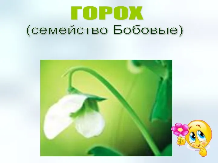 ГОРОХ (семейство Бобовые)