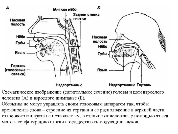 Схематическое изображение (сагиттальное сечение) головы и шеи взрослого человека (А) и