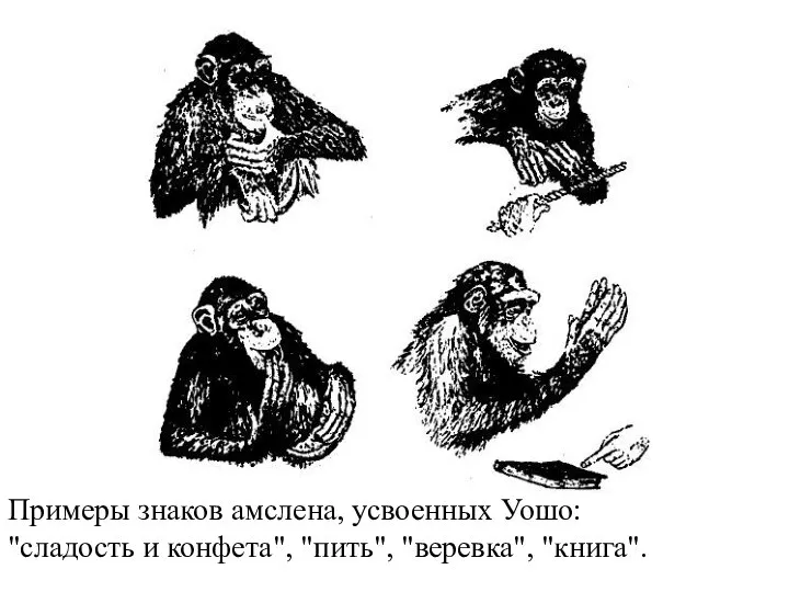 Примеры знаков амслена, усвоенных Уошо: "сладость и конфета", "пить", "веревка", "книга".