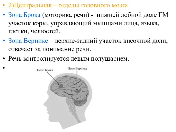 2)Центральная – отделы головного мозга Зона Брока (моторика речи) - нижней
