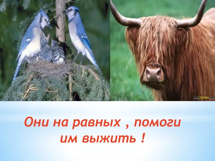 Они на равных , помоги им выжить !