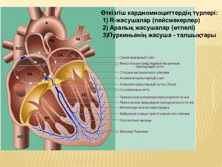 Өткізгіш кардиомиоциттердің түрлері: 1) R-жасушалар (пейсмекерлер) 2) Аралық жасушалар (өтпелі) 3)Пуркиньенің жасуша - талшықтары www.ZHARAR.com