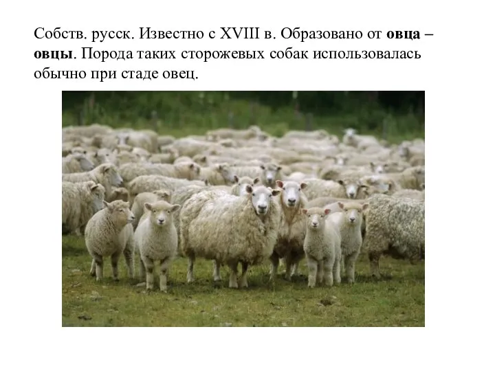 Собств. русск. Известно с XVIII в. Образовано от овца – овцы.