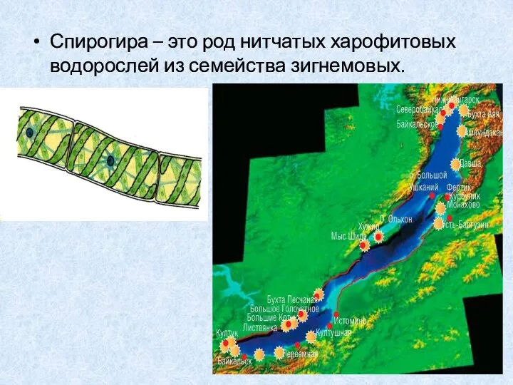 Спирогира – это род нитчатых харофитовых водорослей из семейства зигнемовых.