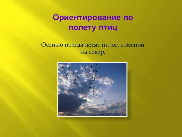 Ориентирование по полету птиц Осенью птицы летят на юг, а весной на север.