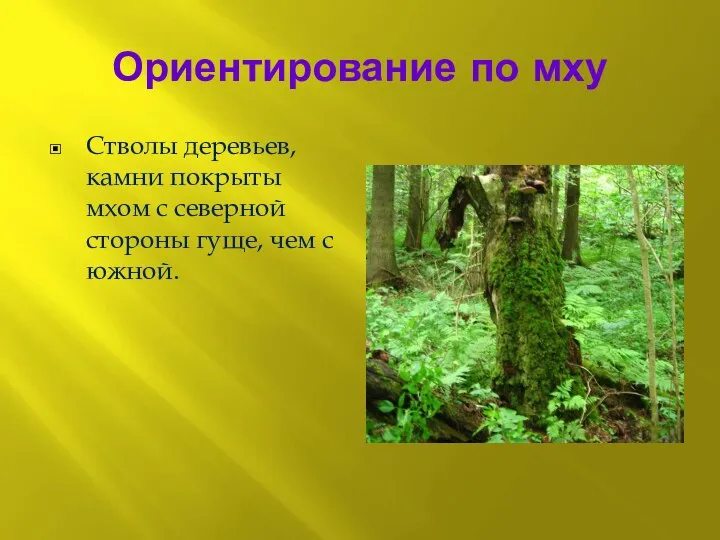 Ориентирование по мху Стволы деревьев, камни покрыты мхом с северной стороны гуще, чем с южной.