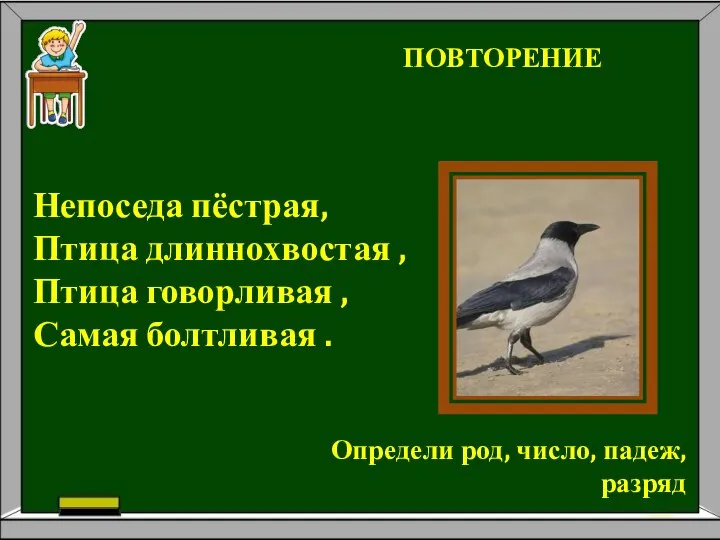 Непоседа пёстрая, Птица длиннохвостая , Птица говорливая , Самая болтливая .