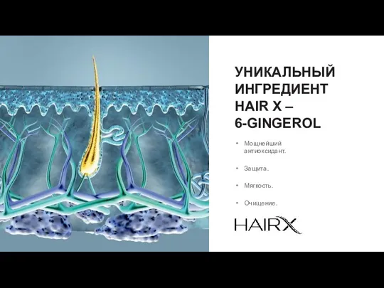 УНИКАЛЬНЫЙ ИНГРЕДИЕНТ HAIR X – 6-GINGEROL Мощнейший антиоксидант. Защита. Мягкость. Очищение.