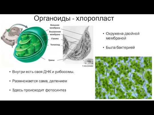 Органоиды - хлоропласт Окружена двойной мембраной Была бактерией Внутри есть своя