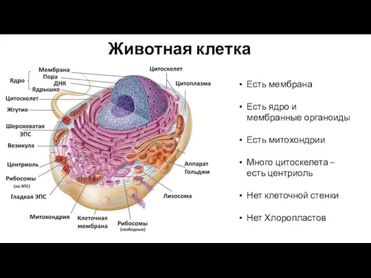 Животная клетка Есть мембрана Есть ядро и мембранные органоиды Есть митохондрии