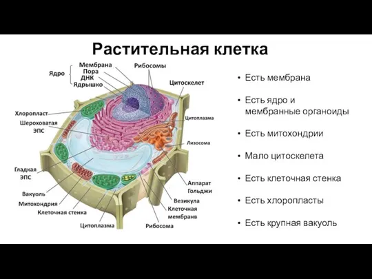 Растительная клетка Есть мембрана Есть ядро и мембранные органоиды Есть митохондрии