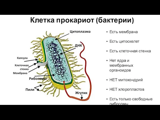 Клетка прокариот (бактерии) Есть мембрана Есть цитоскелет Есть клеточная стенка Нет