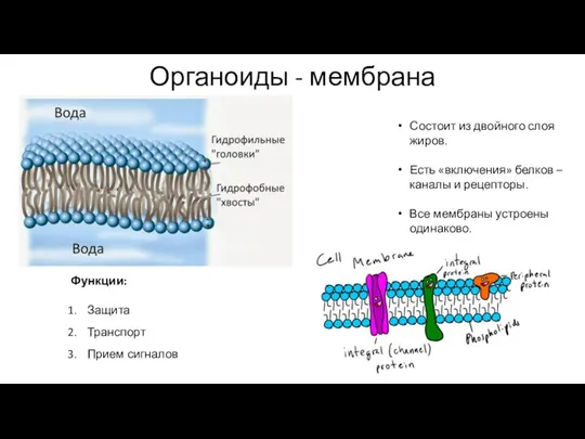 Органоиды - мембрана Состоит из двойного слоя жиров. Есть «включения» белков