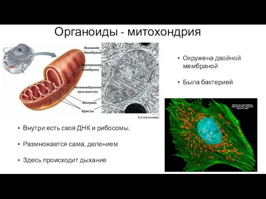 Органоиды - митохондрия Окружена двойной мембраной Была бактерией Внутри есть своя