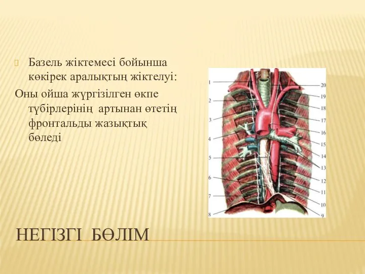 НЕГІЗГІ БӨЛІМ Базель жіктемесі бойынша көкірек аралықтың жіктелуі: Оны ойша жүргізілген