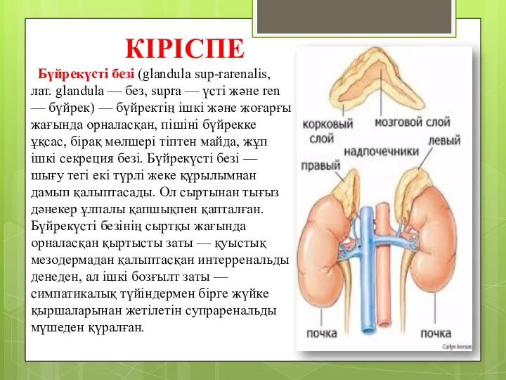 КІРІСПЕ Бүйрекүсті безі (glandula sup-rarenalis, лат. glandula — без, supra —