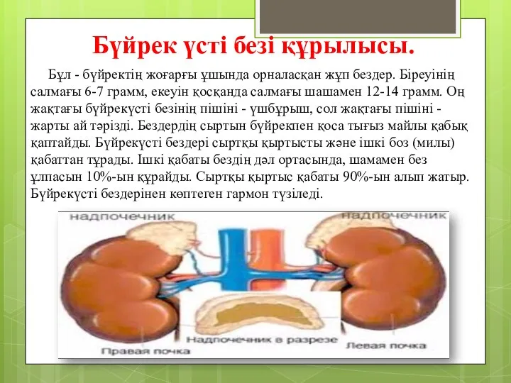 Бүйрек үсті безі құрылысы. Бұл - бүйректің жоғарғы ұшында орналасқан жұп