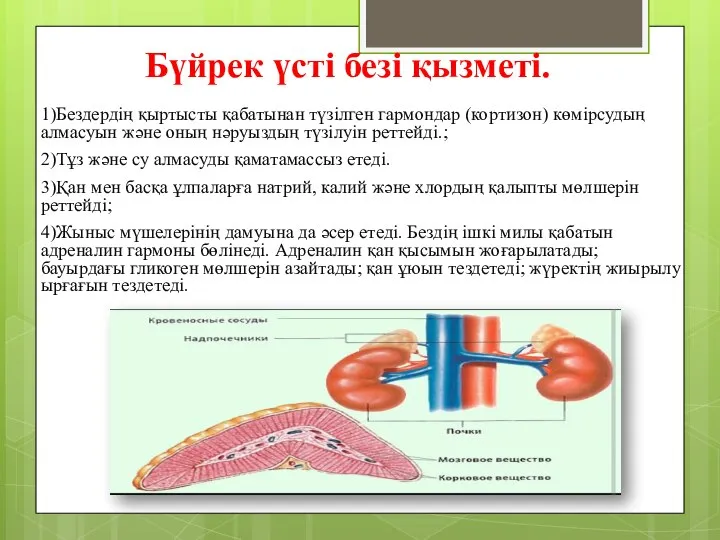 Бүйрек үсті безі қызметі. 1)Бездердің қыртысты қабатынан түзілген гармондар (кортизон) көмірсудың