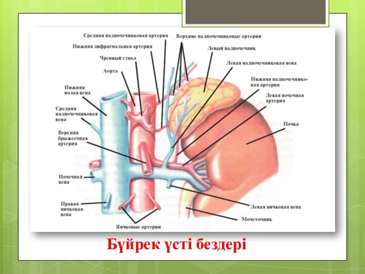 Бүйрек үсті бездері