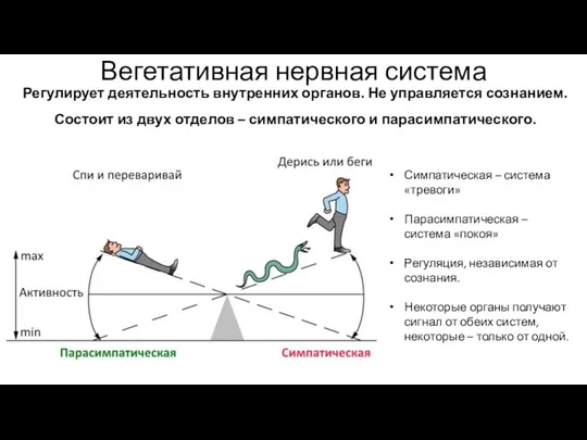 Вегетативная нервная система Регулирует деятельность внутренних органов. Не управляется сознанием. Состоит