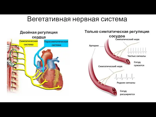 Вегетативная нервная система Двойная регуляция сердца Только симпатическая регуляция сосудов