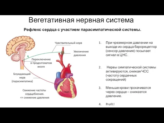 Вегетативная нервная система Рефлекс сердца с участием парасимпатической системы. При чрезмерном