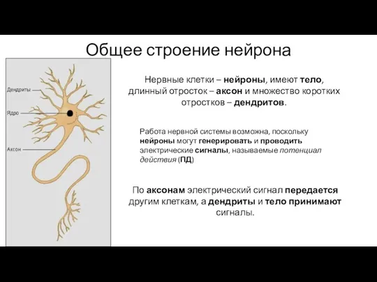 Общее строение нейрона Работа нервной системы возможна, поскольку нейроны могут генерировать