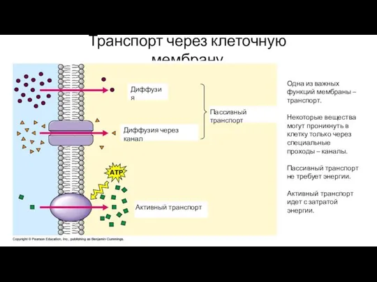 Транспорт через клеточную мембрану Одна из важных функций мембраны – транспорт.