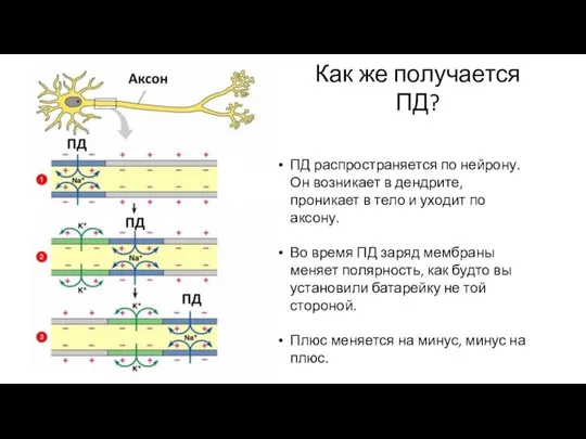 Как же получается ПД? ПД распространяется по нейрону. Он возникает в