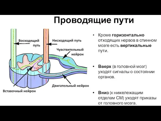 Проводящие пути Кроме горизонтально отходящих нервов в спинном мозге есть вертикальные