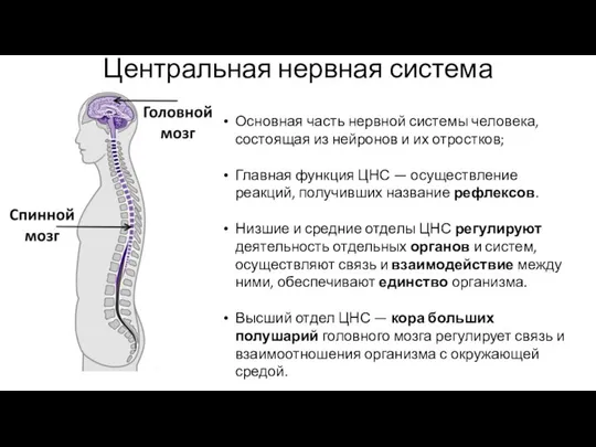 Центральная нервная система Основная часть нервной системы человека, состоящая из нейронов