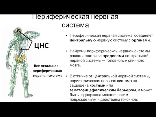 Периферическая нервная система Периферическая нервная система соединяет центральную нервную систему с