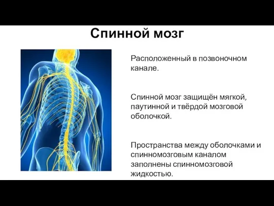 Спинной мозг Расположенный в позвоночном канале. Спинной мозг защищён мягкой, паутинной