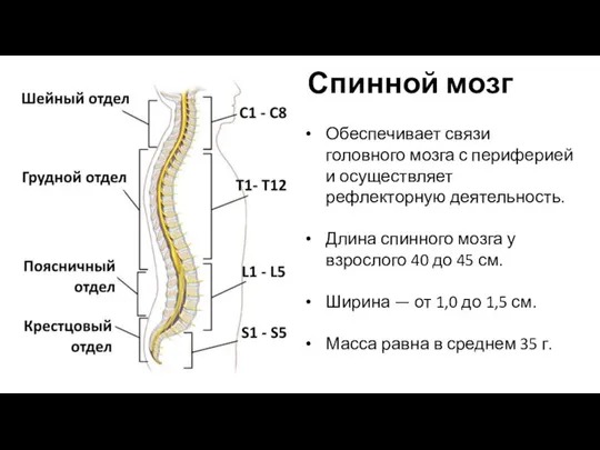 Спинной мозг Обеспечивает связи головного мозга с периферией и осуществляет рефлекторную