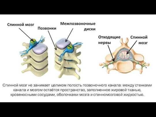 Спинной мозг не занимает целиком полость позвоночного канала: между стенками канала